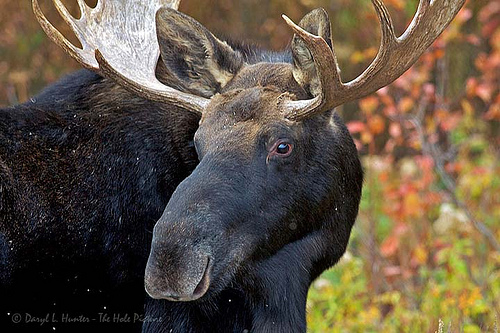 a moose on a grand teton wildlife adventure