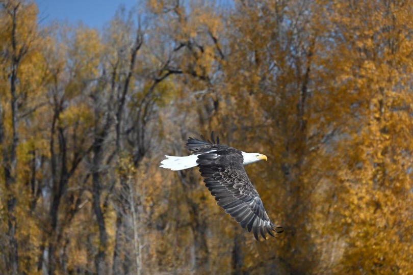 an eagle spotted while on a teton float trip