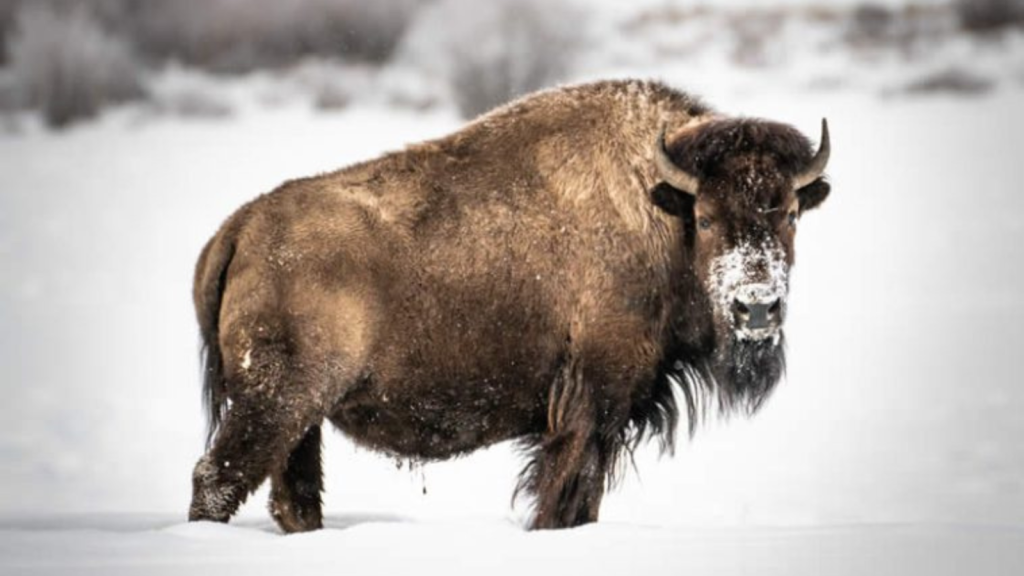 bison in teton national park in the winter