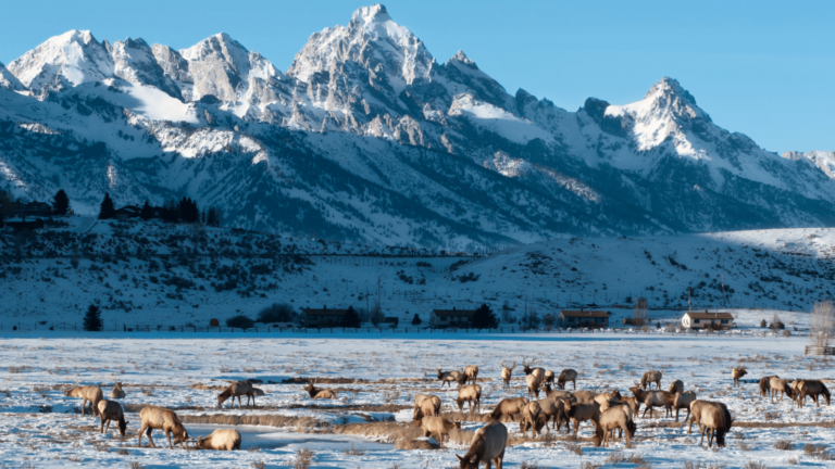 Jackson Hole Wildlife – Animals You’ll See Along the Snake River