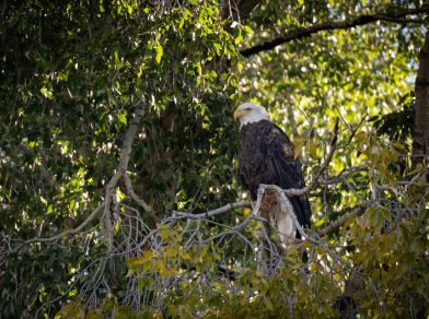 eagle in a tree on the snake river