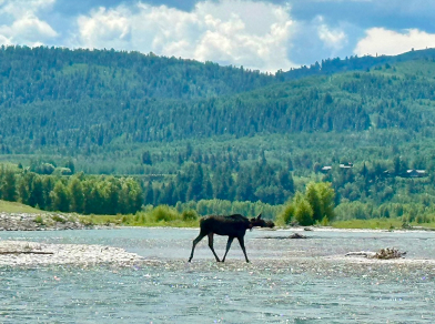 moose crossing the snake river in jackson hole