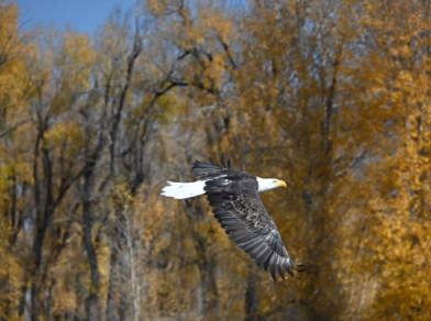 eagle flying over the snake river on a scenic float