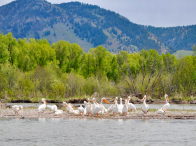 pelicans on a snake river scenic float tour