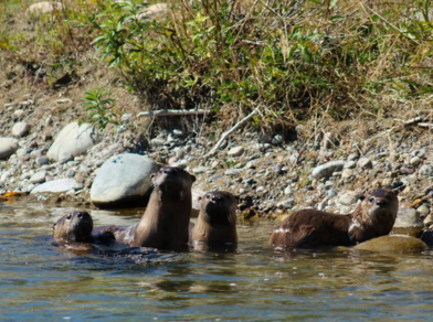 otters seen in snake river