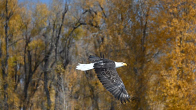 an eagle flying about the snake river on a scenic float