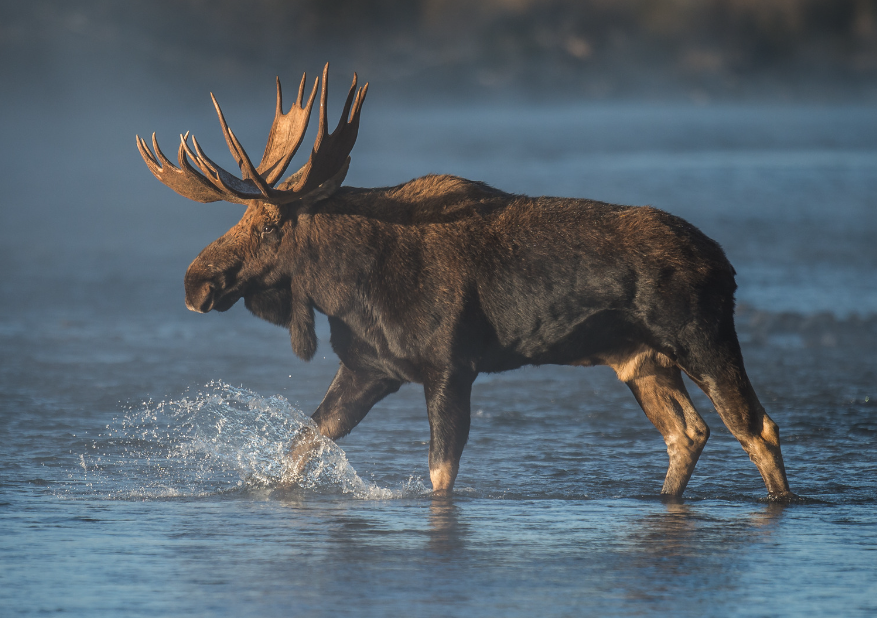 Animal Sightseeing: Moose Around Jackson Hole and the Snake River