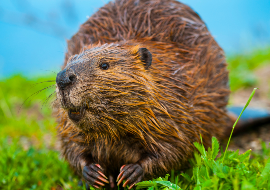 close up of a wyoming beaver near jackson hole