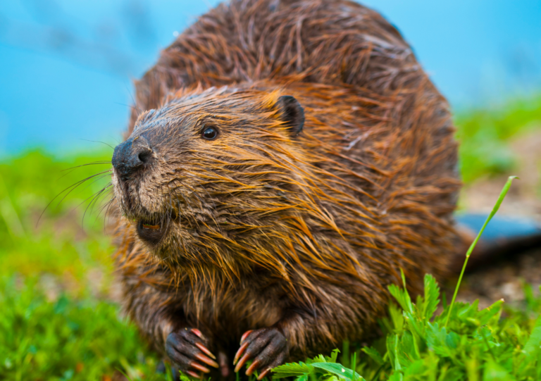 Beavers Around Jackson Hole and the Snake River