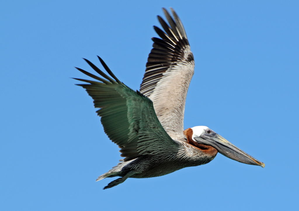 pelican flying through wyoming