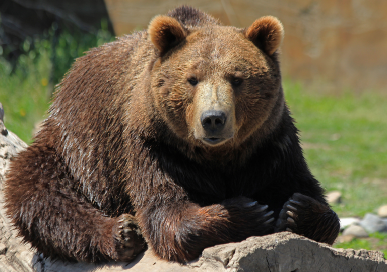 Bears in Jackson Hole and a Tribute to Bear 399