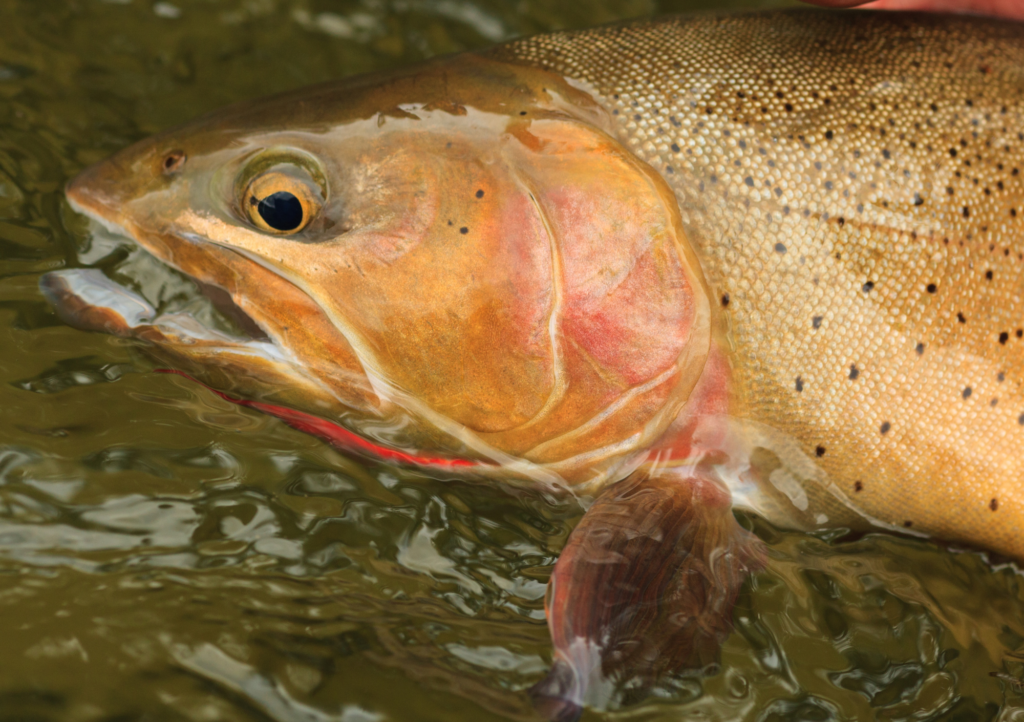 close up of a Snake River Fine Spotted Cutthroat Trout outside of jackson