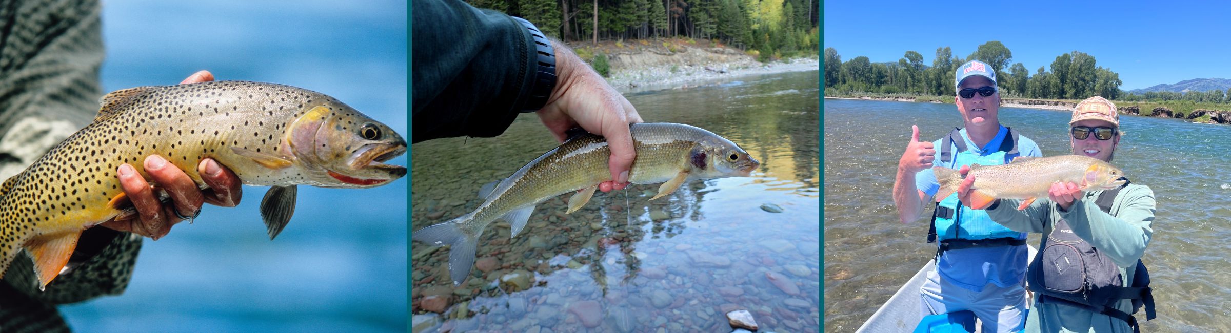 Fish in the Snake River in Jackson Hole