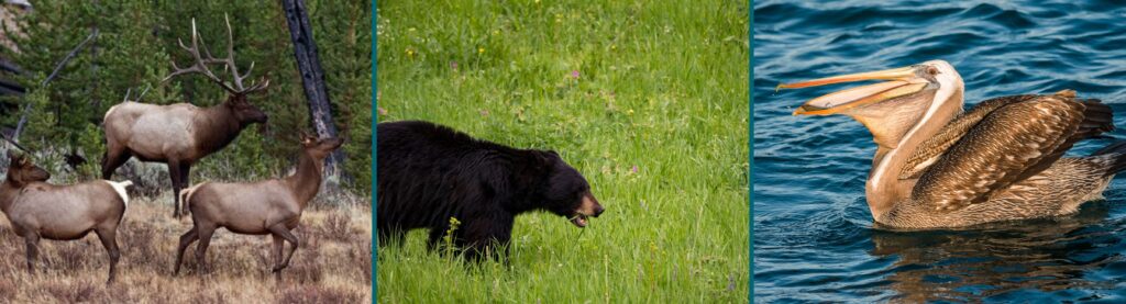 wildlife along the snake river