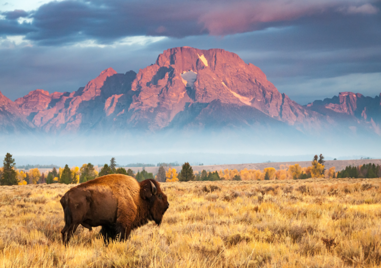 Shaping Jackson Hole History: The Legacy of Davey Jackson