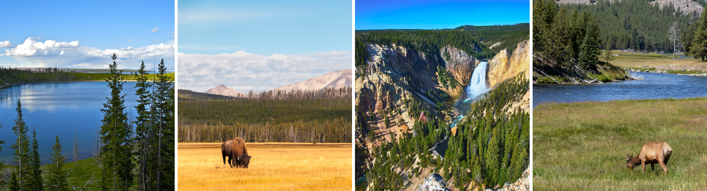 Yellowstone National Park collage featuring Yellowstone Lake, bison, Lower Falls, and elk wildlife scenery.